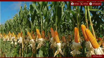 تجهيز الارض لزراعة الذرة الشامية، رية الزراعة والمحاياة للذرة، زراعة الذرة الشامية في مصر 2026، زيادة انتاجية محصول الذرة في مصر، مسافات زراعة الذرة الشامية الصحيحة، مكافحة دودة الحشد الخريفية