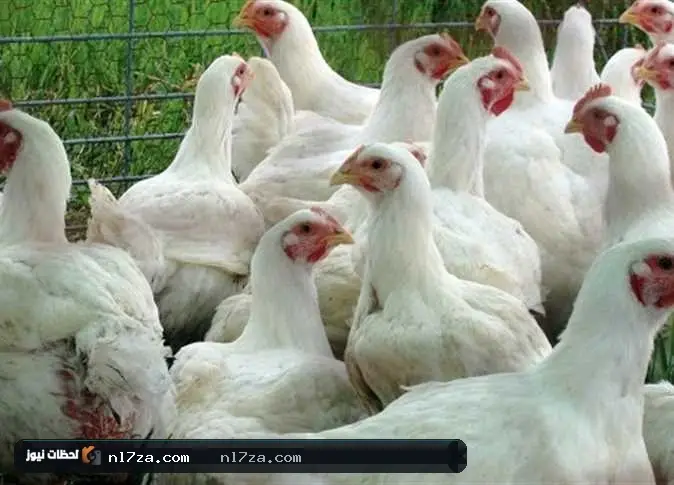 أسعار الفراخ البيضاء في المنوفية اليوم
