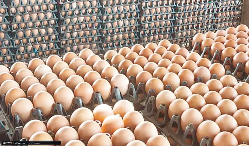 بورصة الدواجن اليوم بورصة الدواجن اليوم