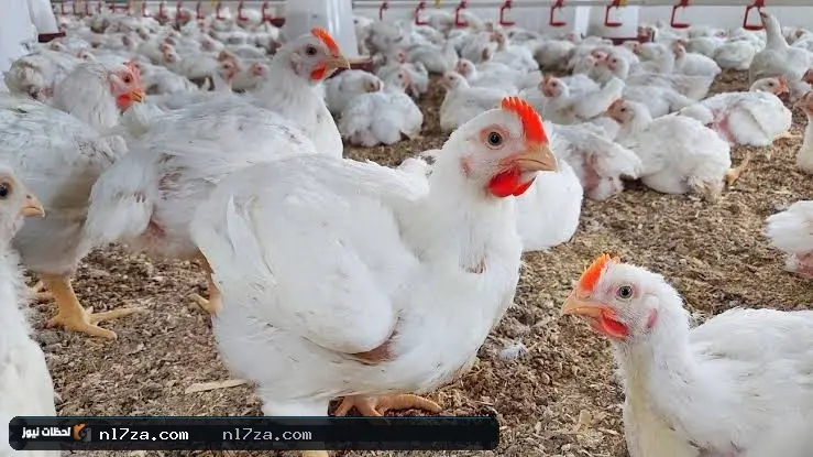 السوق المصري السوق المصري
