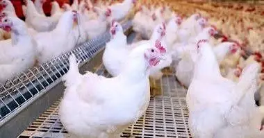 أسعار الفراخ اليوم في المنوفية