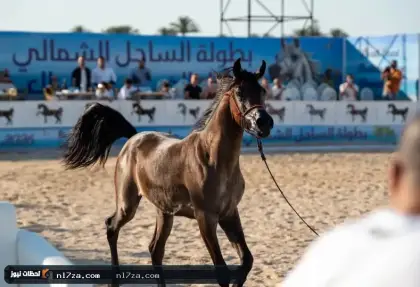 بطولة جمال الخيول العربية تستقطب الأنظار في الساحل الشمالي