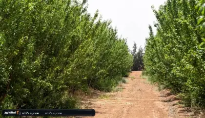 التشجير أفضل حلٍّ لحرارة الصيف.. 150 كيلوغراماً من «الكربون» تمتصها الشجرة سنوياً