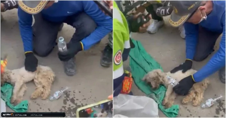 بعد شهر تحت الأنقاض.. كلب ينجو بأعجوبة من زلزالَي فنزويلا