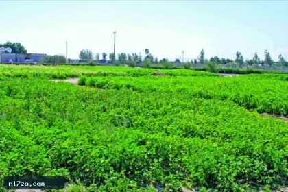 تجديد أعمال اللجنة المؤقتة لإدارة «اتحاد المزارعين» 3 أشهر لحين إجراء انتخابات جديدة