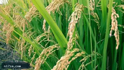 الأرز أرخص بـ1500 جنيه.. مصر تحقق اكتفاءً ذاتيًا بأكثر من 5 ملايين طن