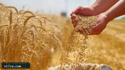 القمح يقفز في بورصتي باريس وشيكاغو.. ماذا يحدث في البحر الأسود؟