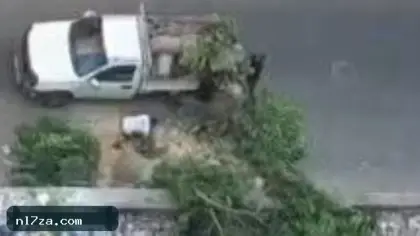 تصل لـ 50 ألف جنيه.. اعرف درجات عقوبة قطع الشجر فى قانون وزارة البيئة