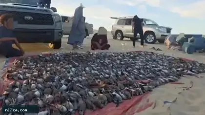 في دولة عربية.. الصيد الجائر يلتهم أسراب الطيور المهاجرة