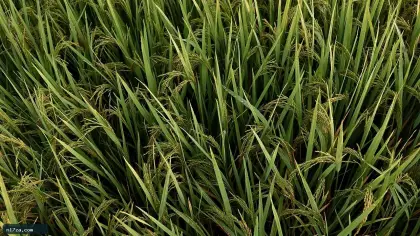 أسعار السلع، الأرز الشعير، سعر الأرز، طن الأرز