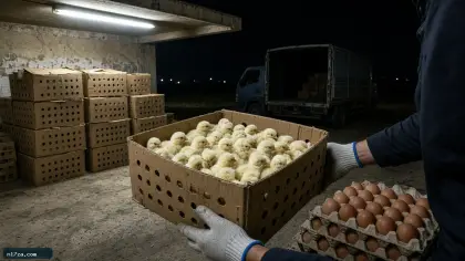 يدا عامل بقفازين تحملان كرتونة مثقبة مليئة بكتاكيت بيضاء عمر يوم على رصيف تحميل معمل تفريخ ليلًا تحت إضاءة فلورسنت وبجوارها كراتين مرصوصة