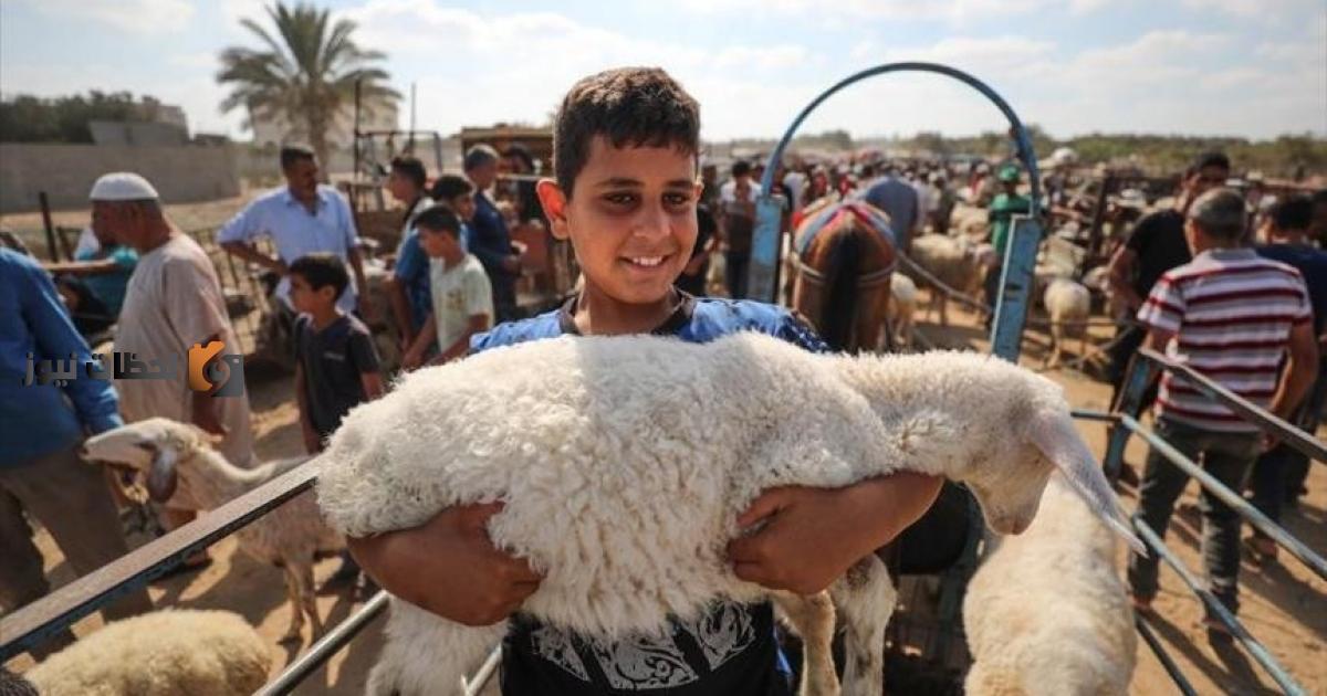 أهم شروط الأضحية وموعد الأضحية 1443