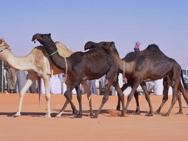 جدول مزاين الصياهد