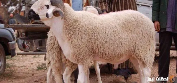 هل يجوز المشاركة في اضحية خروف؟ كم شخص يشترك في أضحية الغنم