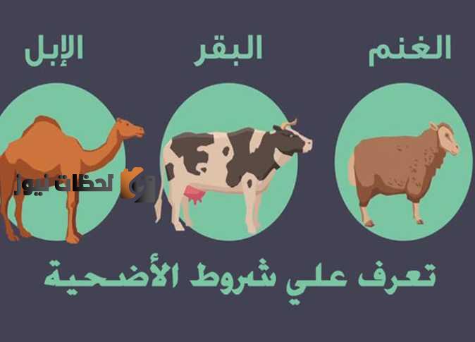 ما هي شروط الأضحية