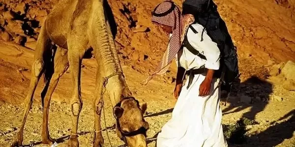 الشيباني وش يرجع وما هو أصل العائلة