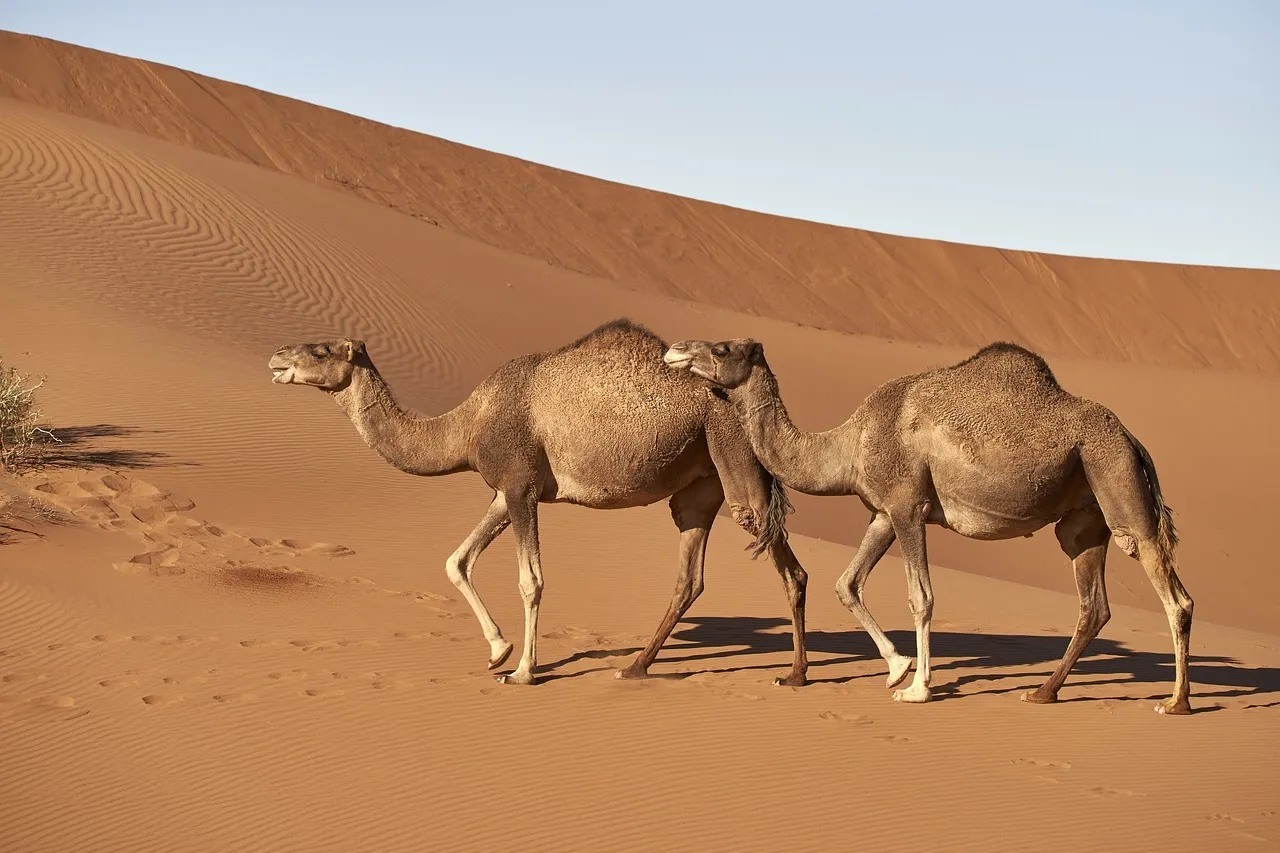 المدلج من اي قبيلة تنتمي
