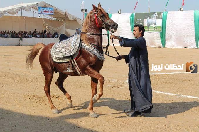 مهرجان الخيول العربية: رياضة وفخر وطني في شوارع نجران في اليوم الوطني