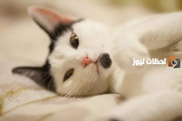 أسماء قطط ذكور كورية