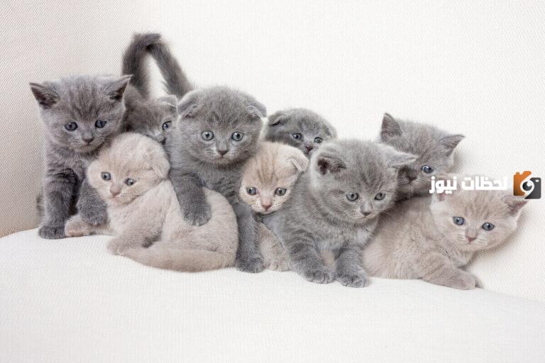 أسماء قطط ملكية إناث