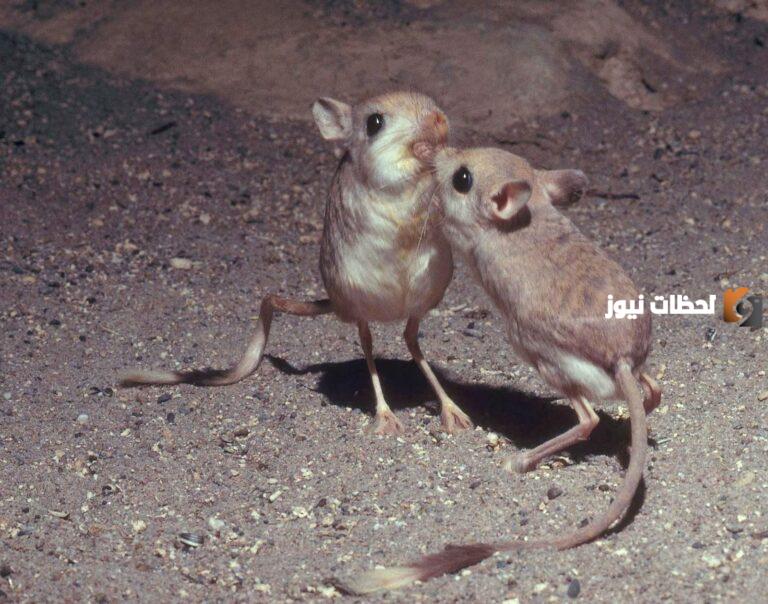 اسم حيوان بحرف الياء