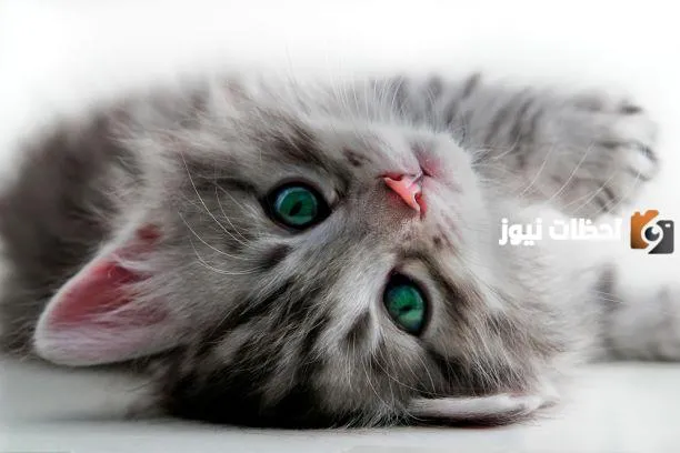 أسماء قطط إناث ومعانيها