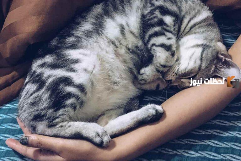 اضرار نوم القطط بجانب الانسان