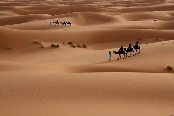 التمامي وش يرجعون