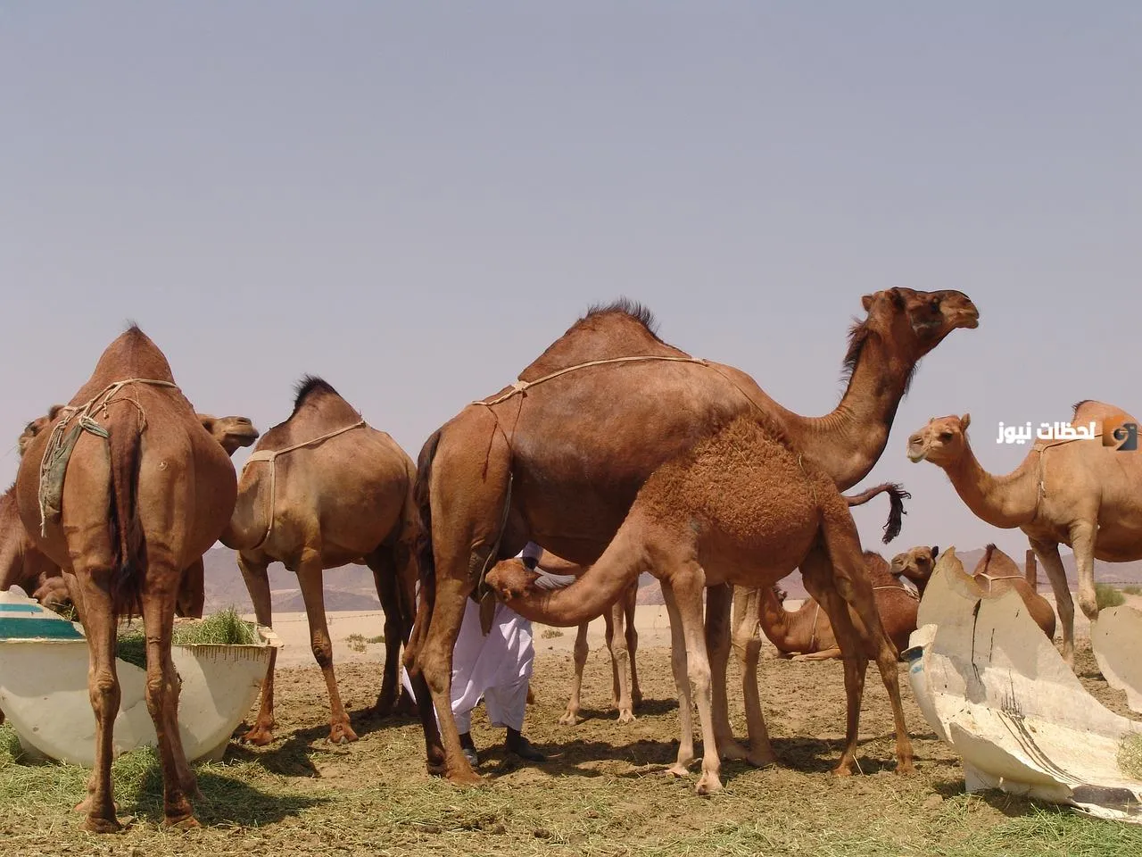 الرشيدي وش يرجع