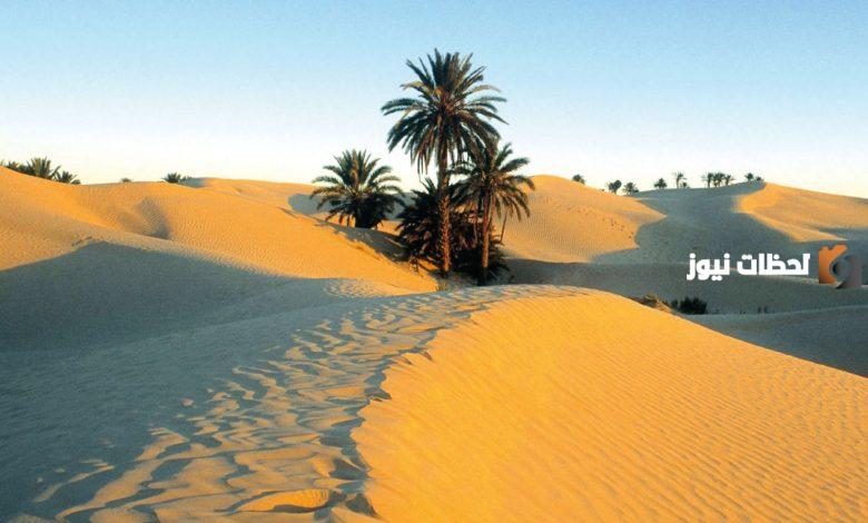 اليامي وش يرجع