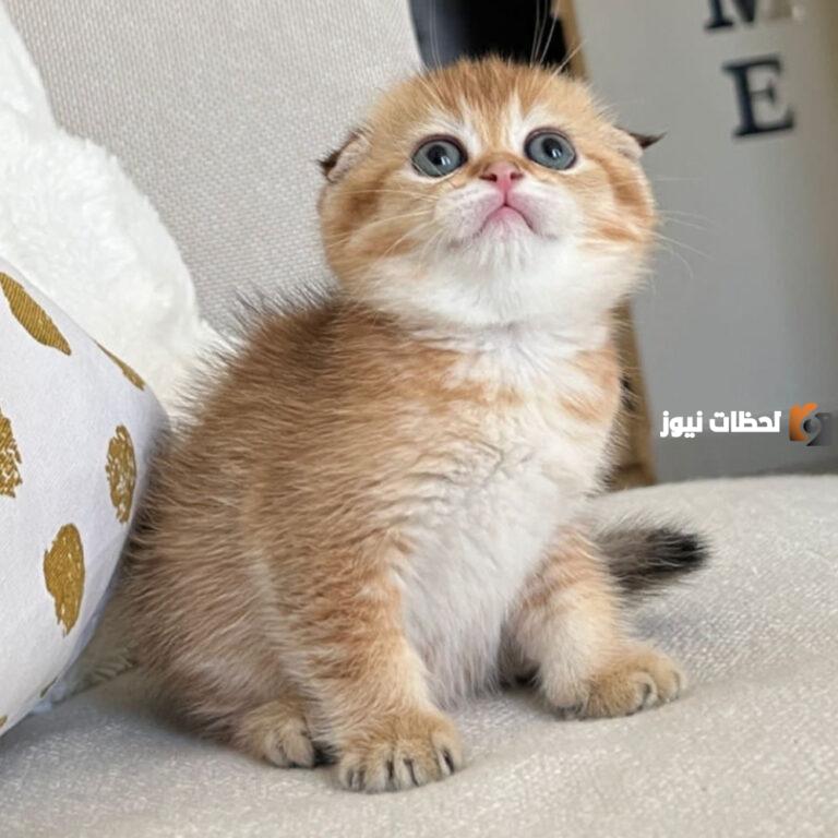 علاج زكام القطط من الصيدلية البشرية