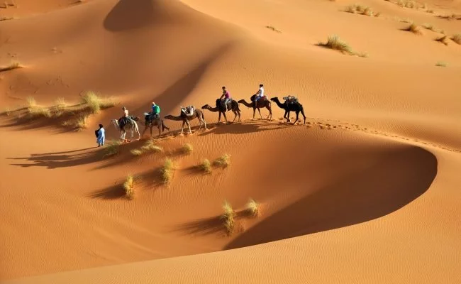 عنزه كم لها فخذ؟