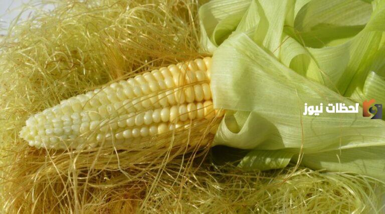 فوائد شوشة الذرة