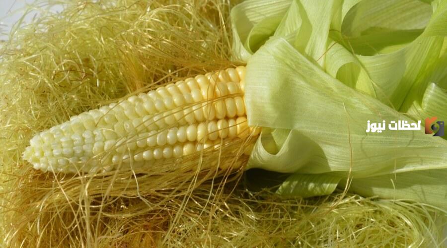 فوائد شوشة الذرة