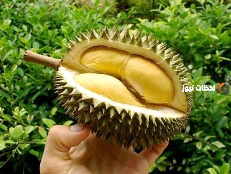 فوائد فاكهة دوريان