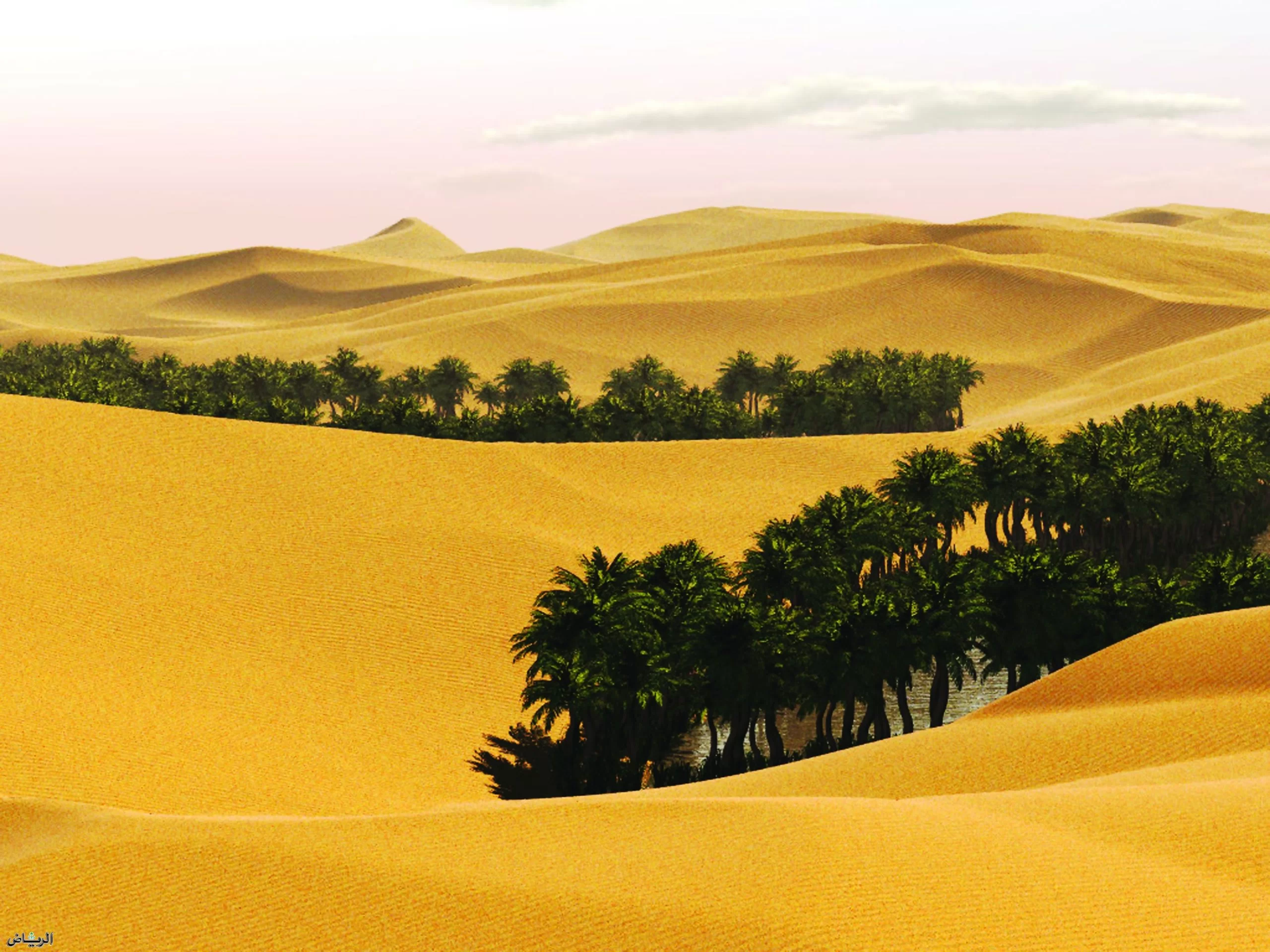قبيلة اليوبي وش يرجعون هل يرجعون الى قبيلة حرب؟