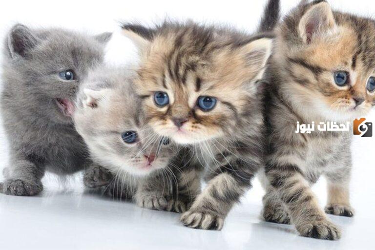 كيفية تربية القطط الصغيرة 