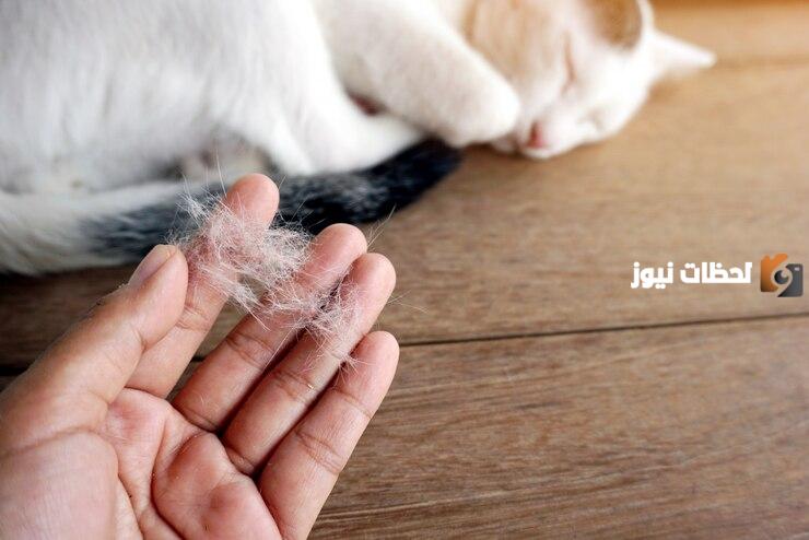 كيفية منع تساقط شعر القطط