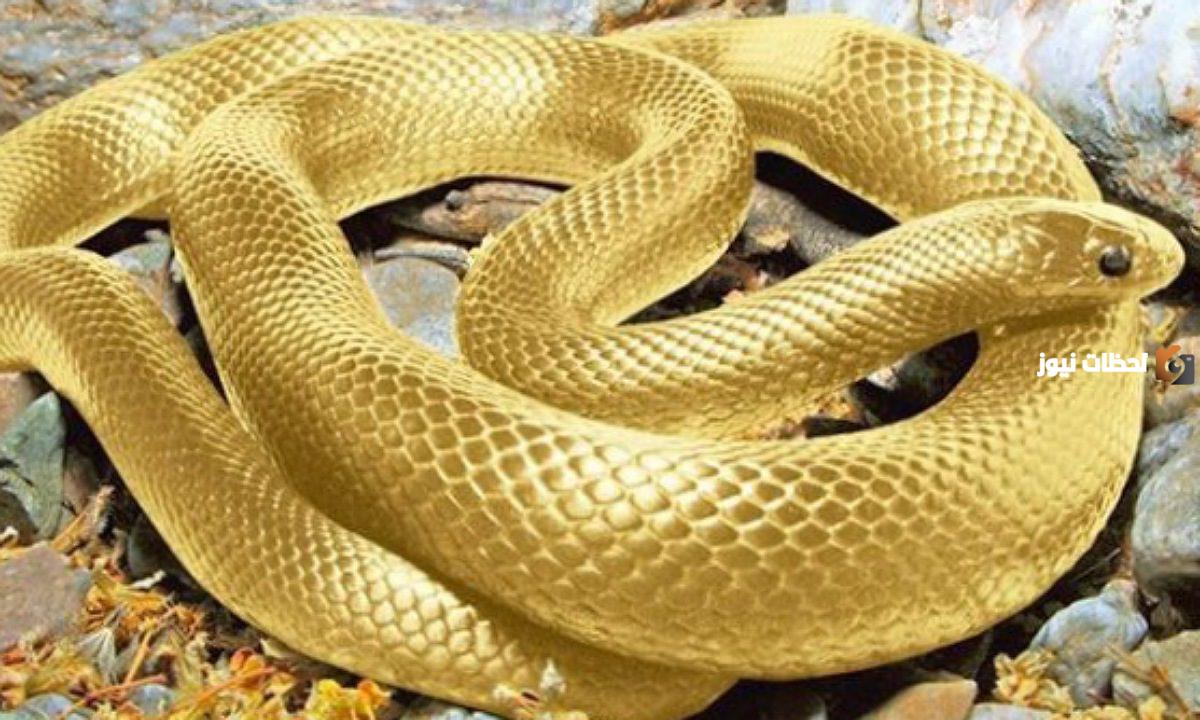 ما تفسير حلم الثعبان للرجل المتزوج؟