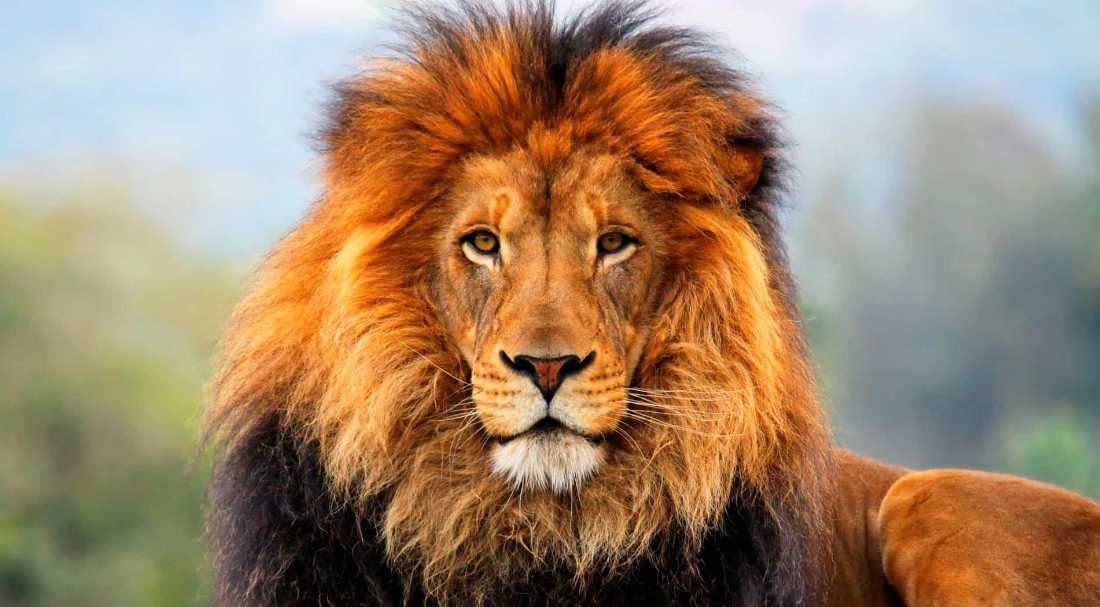 ما معنى حلم الأسد بعد الرقية