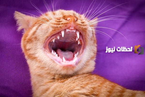معلومات عن عدد أسنان القط