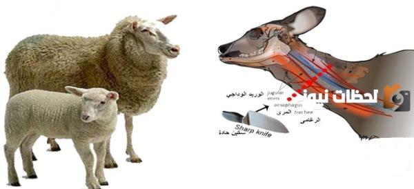 من شروط الذكاة قطع الحلقوم
