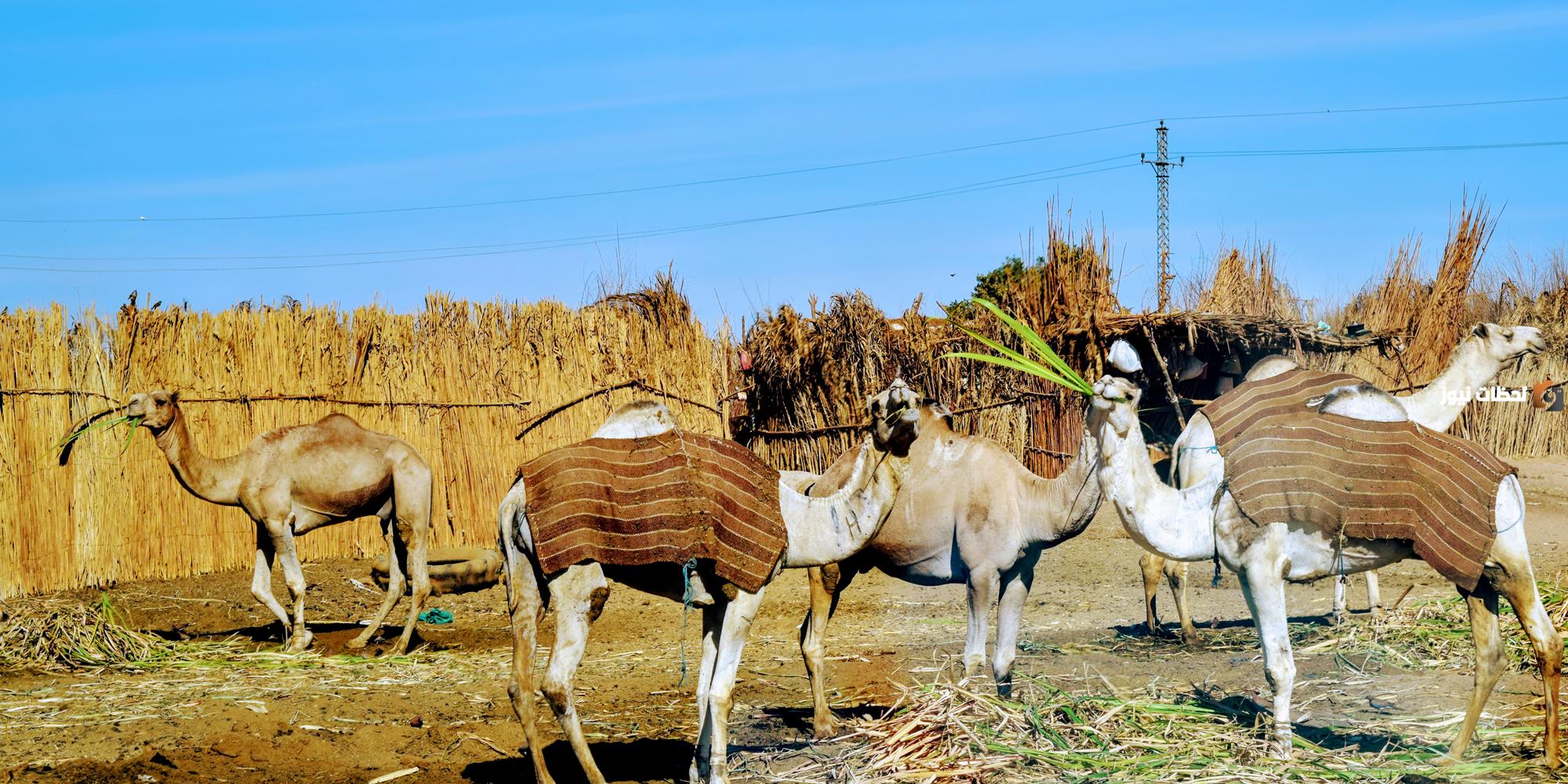 نسب قبيلة العبابدة