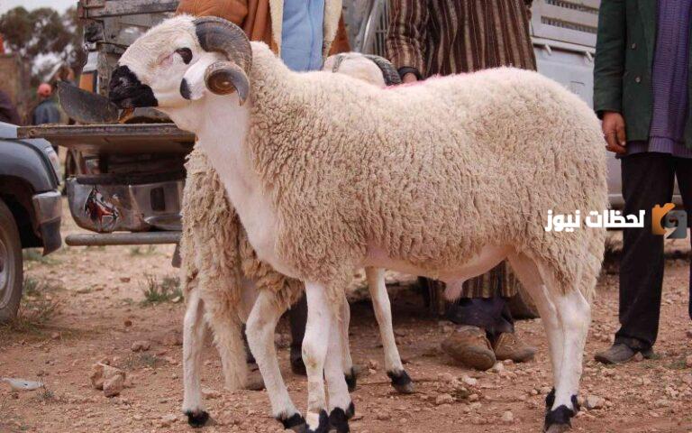 هل الاضحيه واجبه كل سنه على المسلم أم لا