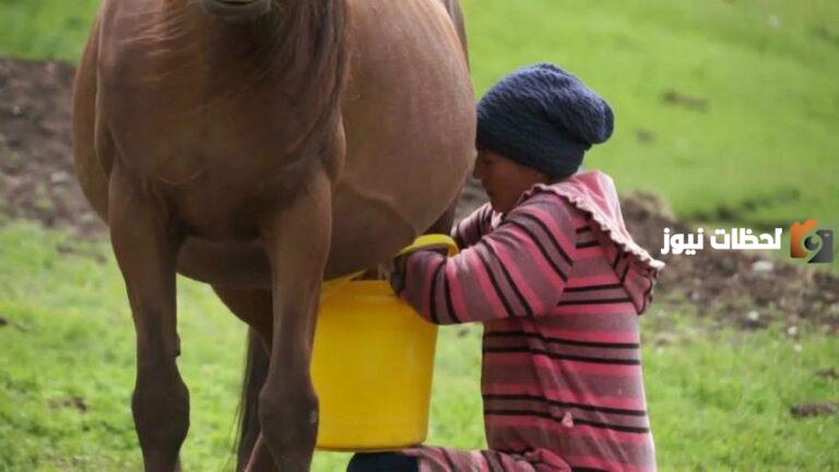 هل يجوز شرب حليب الخيل