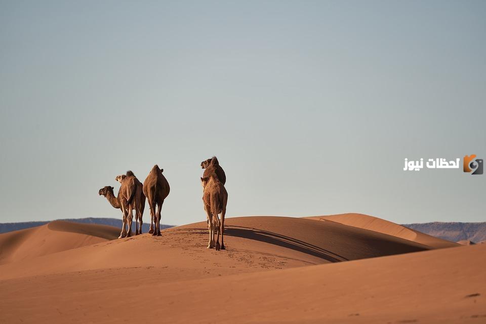 اصل عائلة الرهبيني وما نسبها