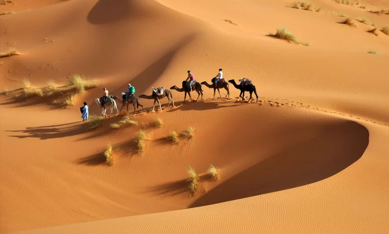 503 رمز اي قبيلة