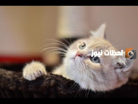أحدث اسماء قطط اناث رمادية