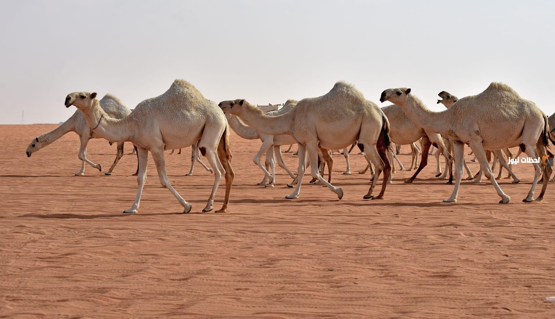 عائلة اللاحم في القصيم وش ترجع