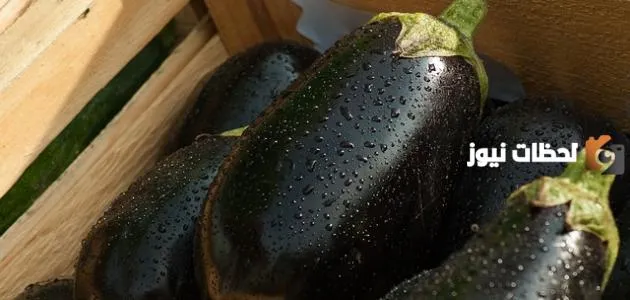 فوائد الباذنجان للرجيم وأضراره هل الباذنجان